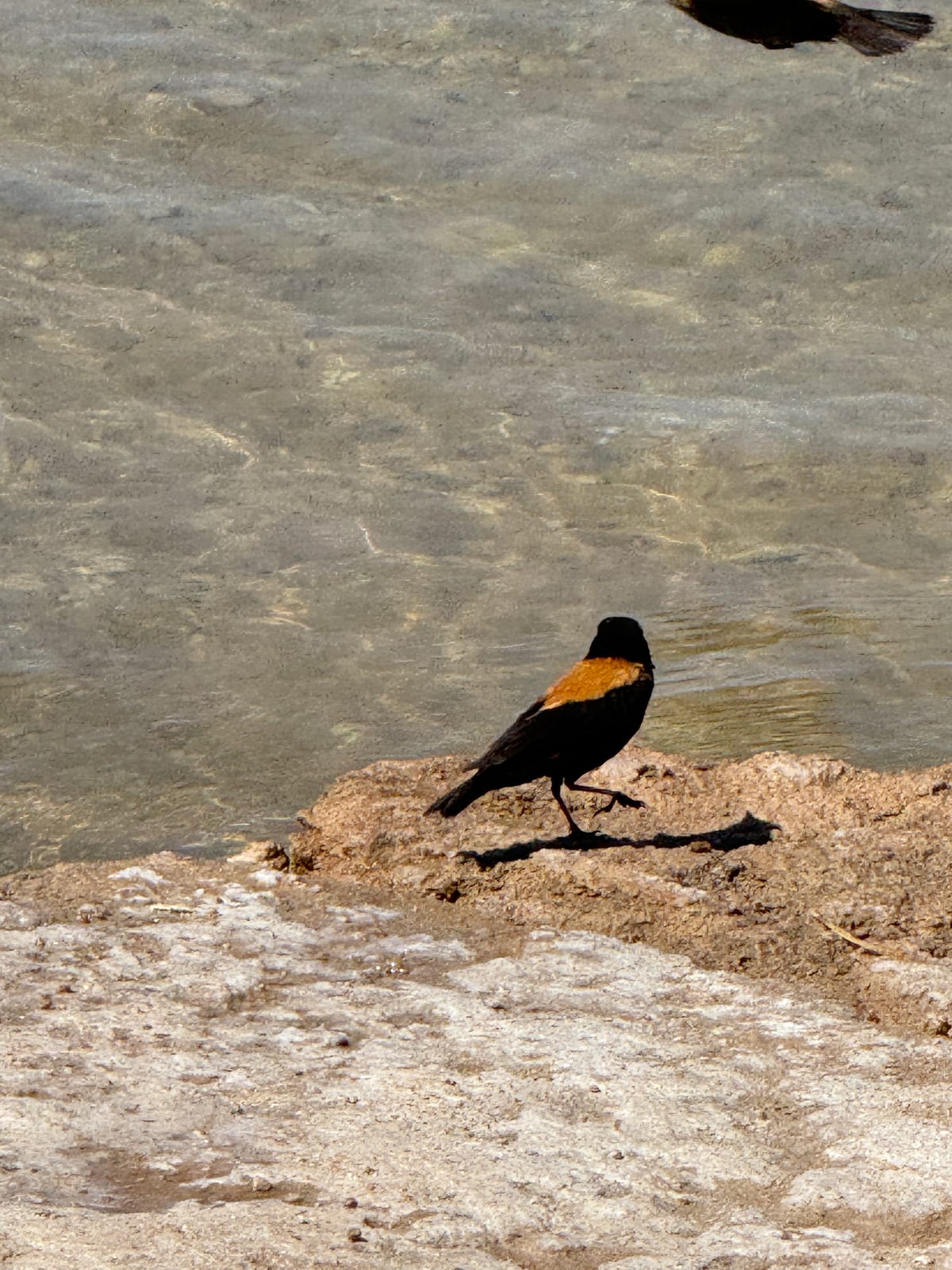 Laguna Cejar · foto 13