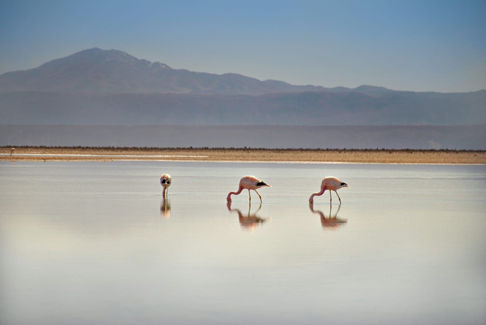 Laguna Chaxa · foto 2