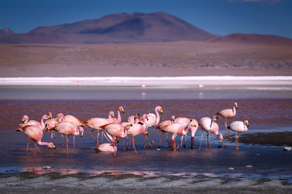 Laguna Chaxa · foto 3