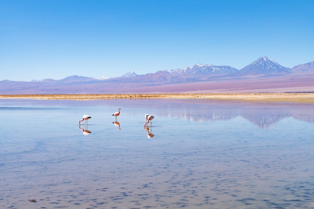 Laguna Chaxa · foto 4