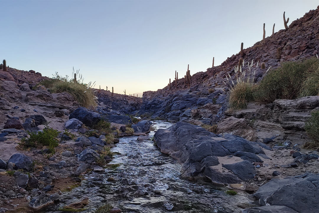 Trekking Cactus